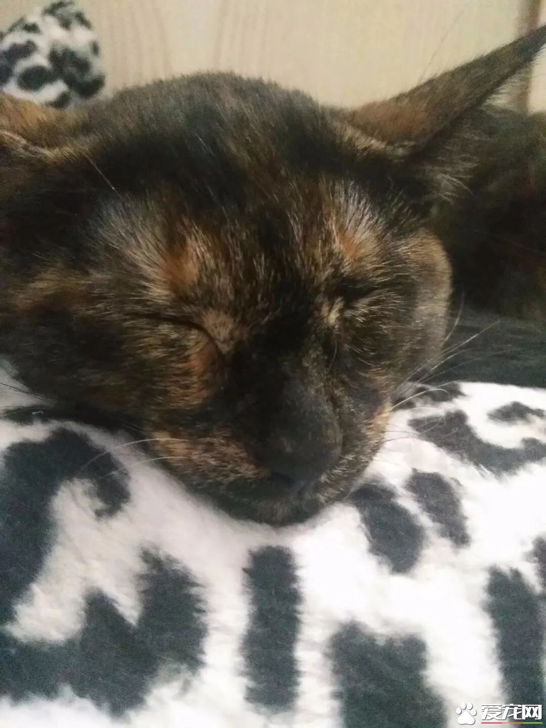 网传猫奴双十一的购物清单  猫奴们都为主子败了多少?