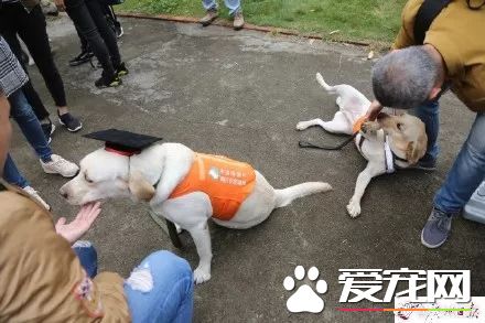 广州第一批导盲犬已上岗，以后地铁可见到狗狗！但不要围观乱摸拍照！