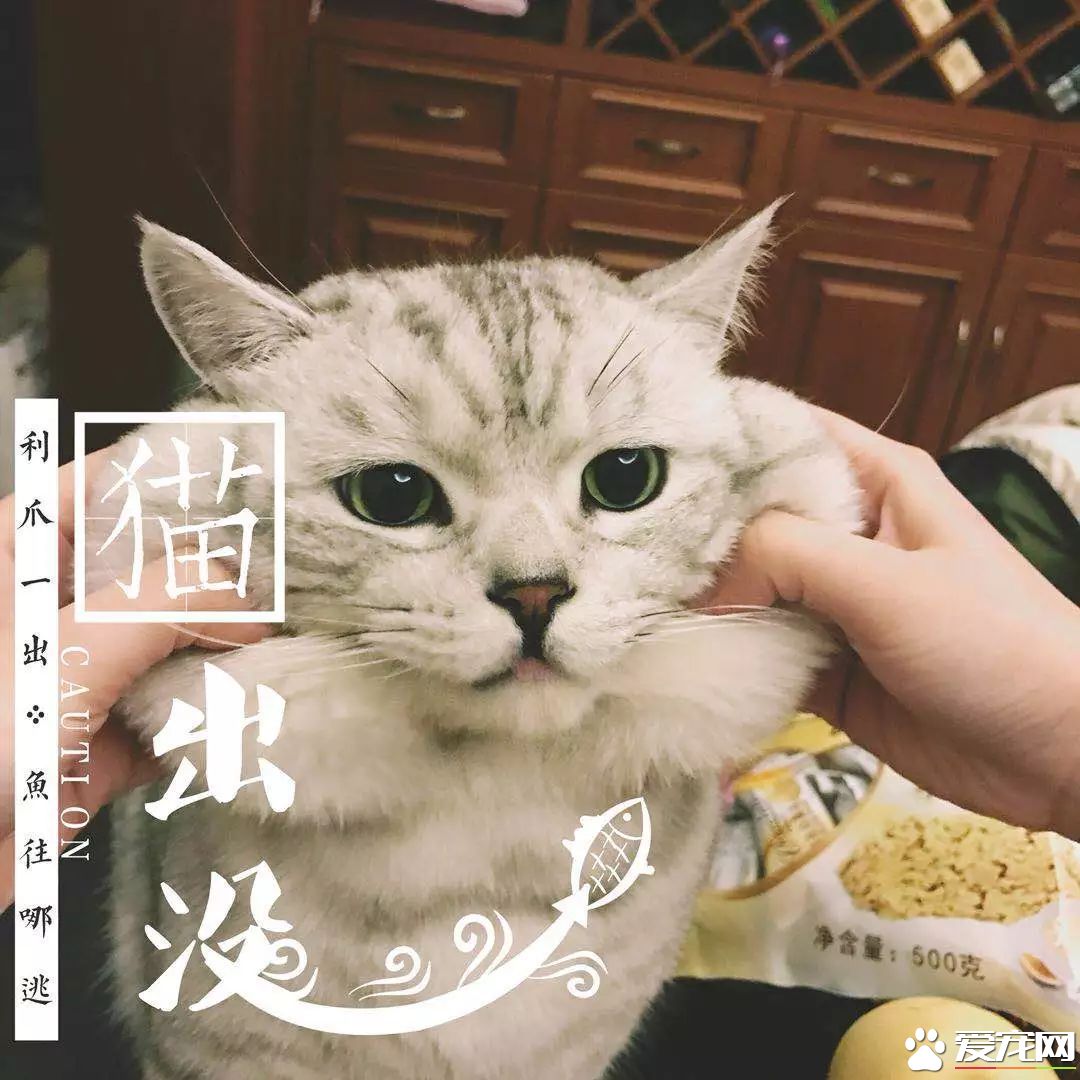 网传猫奴双十一的购物清单  猫奴们都为主子败了多少?