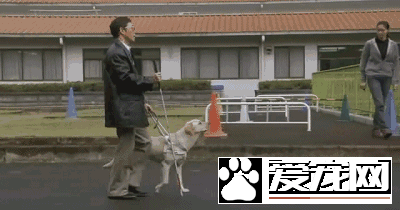 广州第一批导盲犬已上岗，以后地铁可见到狗狗！但不要围观乱摸拍照！