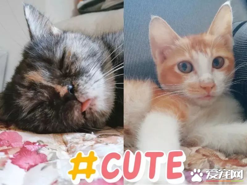 网传猫奴双十一的购物清单  猫奴们都为主子败了多少?