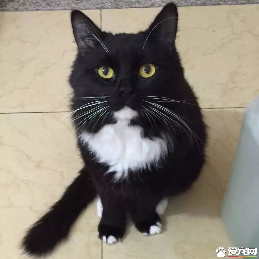 网传猫奴双十一的购物清单  猫奴们都为主子败了多少?