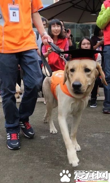 广州第一批导盲犬已上岗，以后地铁可见到狗狗！但不要围观乱摸拍照！