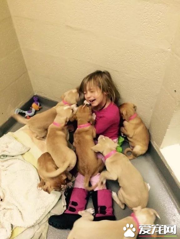 上天降临的小天使，8岁小女孩索菲亚或许是全世界最年轻的动保志愿者了！