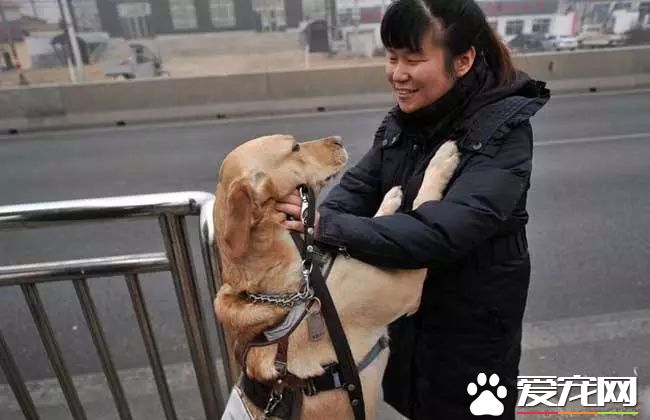 广州第一批导盲犬已上岗，以后地铁可见到狗狗！但不要围观乱摸拍照！