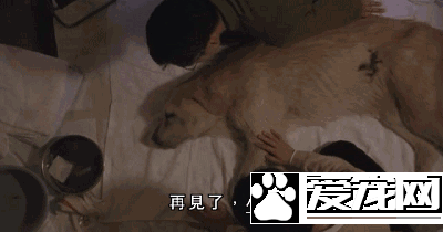 广州第一批导盲犬已上岗，以后地铁可见到狗狗！但不要围观乱摸拍照！