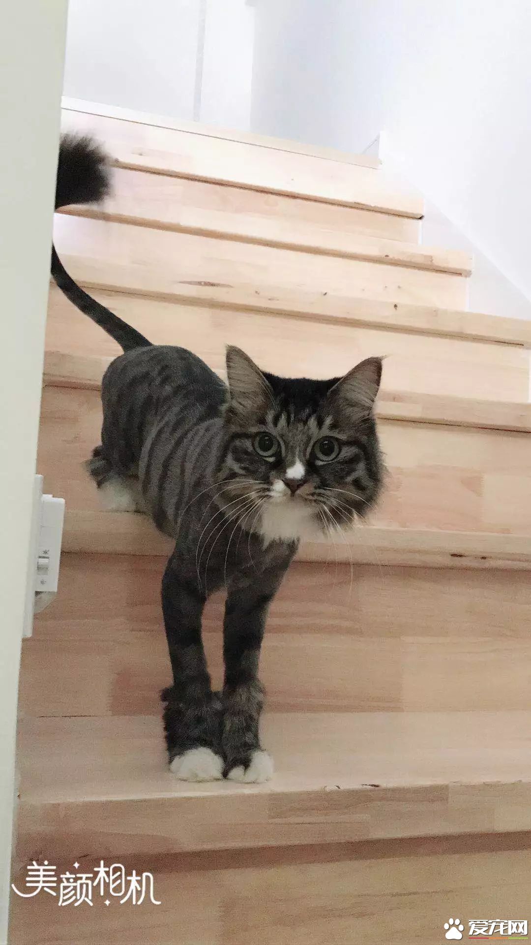 网传猫奴双十一的购物清单  猫奴们都为主子败了多少?