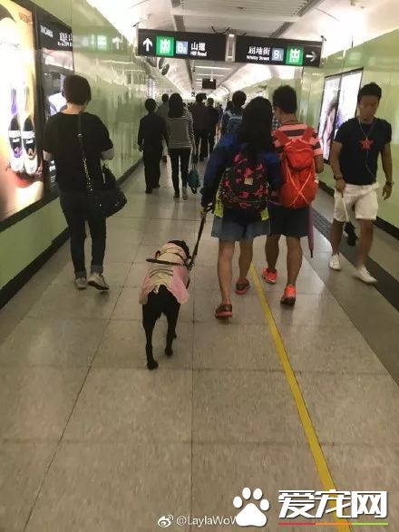 广州第一批导盲犬已上岗，以后地铁可见到狗狗！但不要围观乱摸拍照！