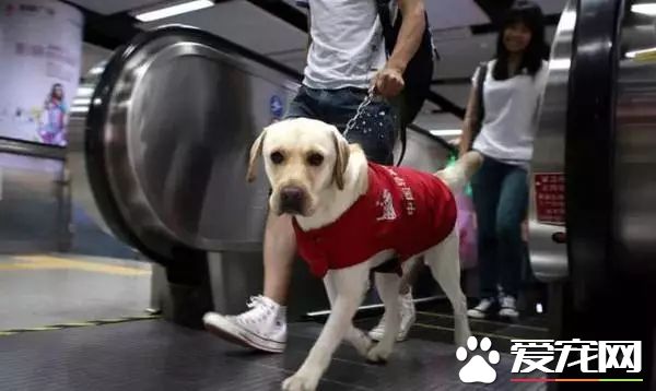 广州第一批导盲犬已上岗，以后地铁可见到狗狗！但不要围观乱摸拍照！
