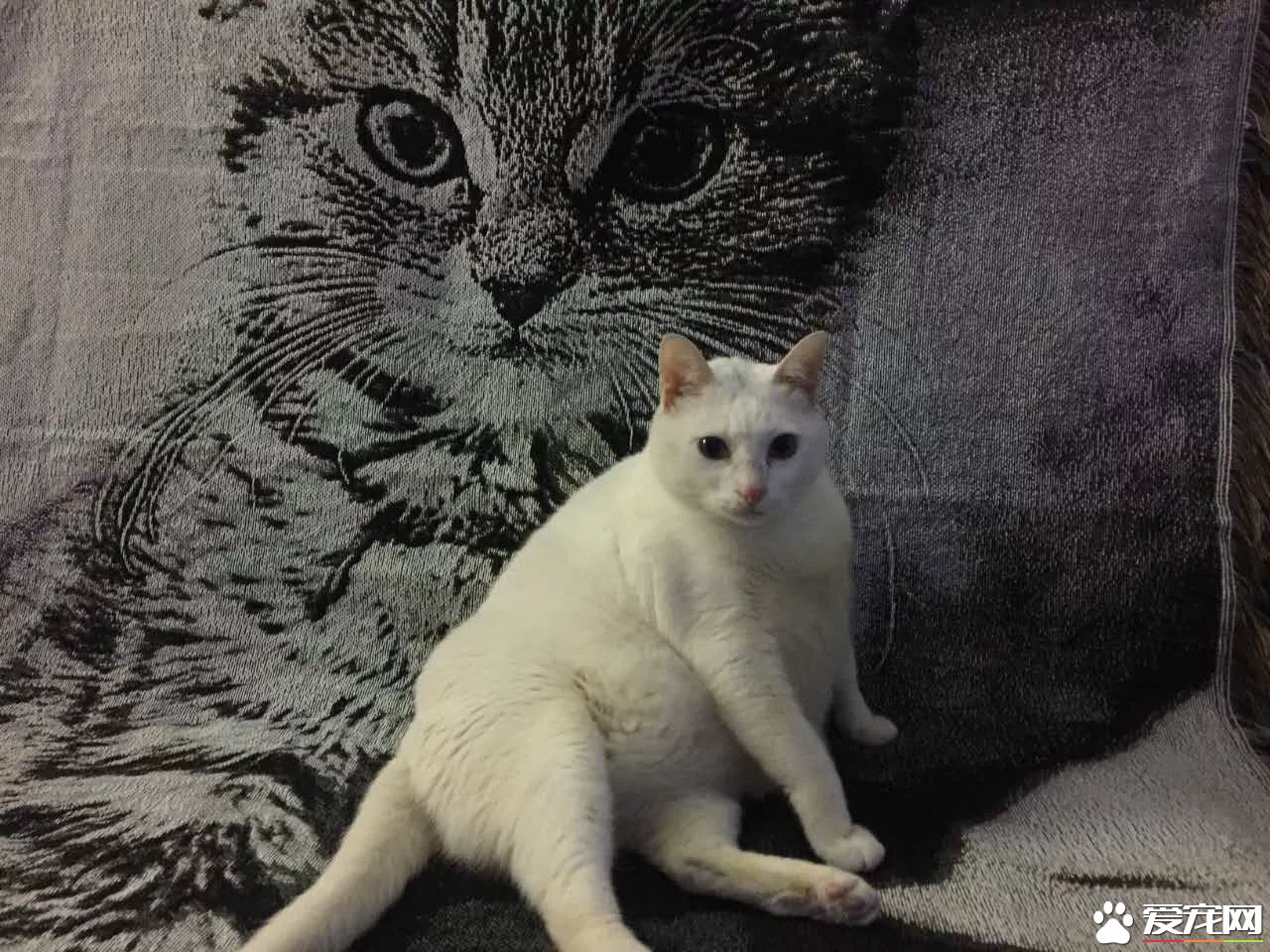 网传猫奴双十一的购物清单  猫奴们都为主子败了多少?