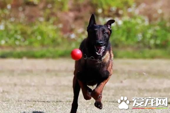 深圳“最萌公务员”不能处对象,也休姨妈假!警犬的私密生活大揭密