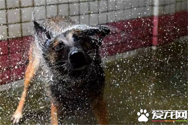 深圳“最萌公务员”不能处对象,也休姨妈假!警犬的私密生活大揭密