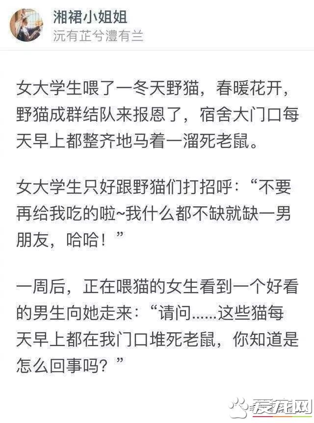 成都猫咪偷吃辣椒被辣哭?这些喵界大佬一个比一个牛!