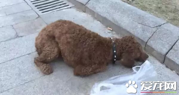 朋友圈被『毒香肠』刷屏了养狗好几年，香肠毒死它却只要几分钟