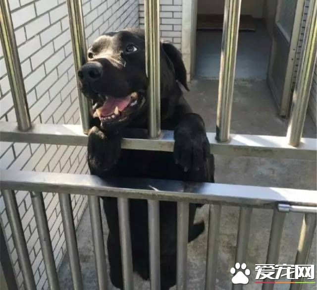 深圳“最萌公务员”不能处对象,也休姨妈假!警犬的私密生活大揭密