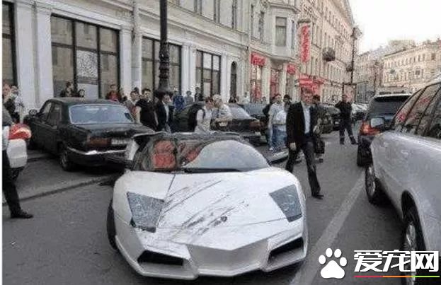 爱心爆棚女司机为了救狗，居然撞毁兰博基尼！