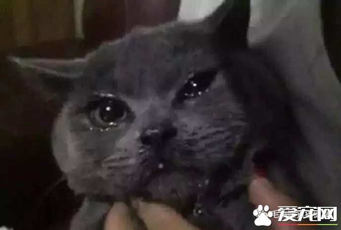 成都猫咪偷吃辣椒被辣哭?这些喵界大佬一个比一个牛!