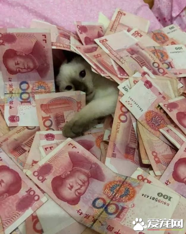 成都猫咪偷吃辣椒被辣哭?这些喵界大佬一个比一个牛!