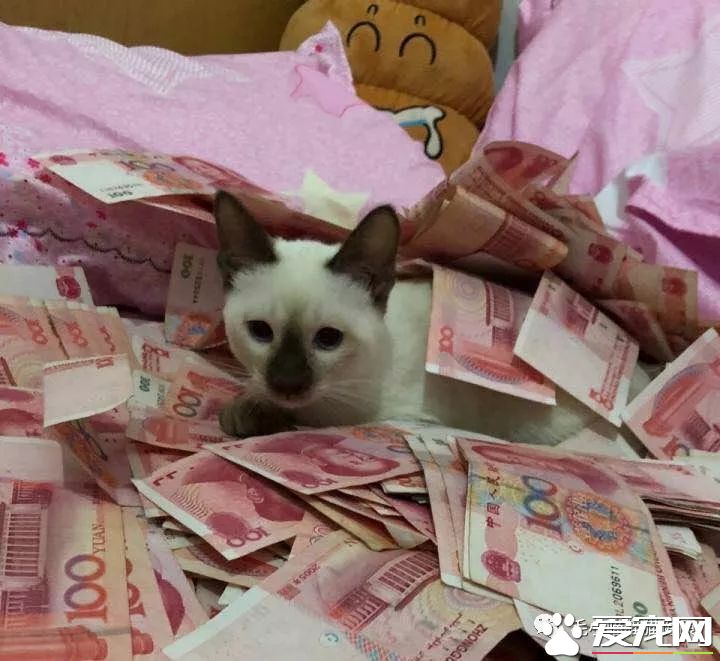 成都猫咪偷吃辣椒被辣哭?这些喵界大佬一个比一个牛!