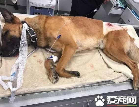 弗罗里达州警员们带上警犬参加枪战,其中一只狗狗的行为让所有人都超级感激!