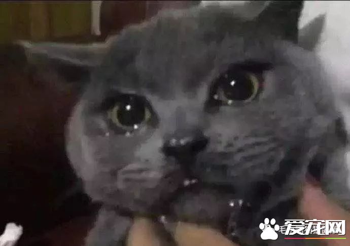 成都猫咪偷吃辣椒被辣哭?这些喵界大佬一个比一个牛!