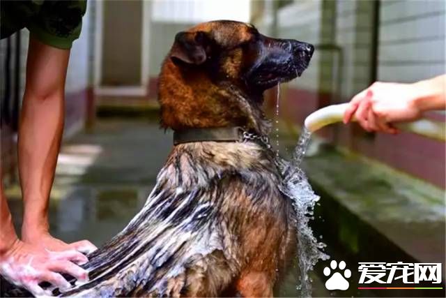 深圳“最萌公务员”不能处对象,也休姨妈假!警犬的私密生活大揭密