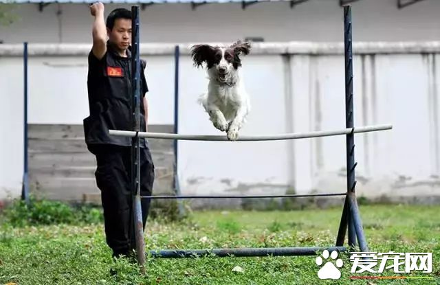 深圳“最萌公务员”不能处对象,也休姨妈假!警犬的私密生活大揭密