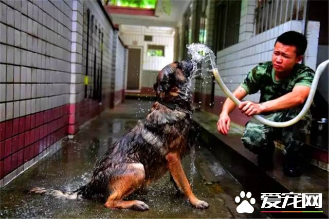 深圳“最萌公务员”不能处对象,也休姨妈假!警犬的私密生活大揭密