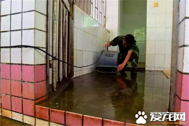 深圳“最萌公务员”不能处对象,也休姨妈假!警犬的私密生活大揭密