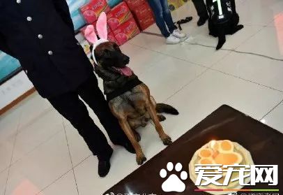 深圳“最萌公务员”不能处对象,也休姨妈假!警犬的私密生活大揭密