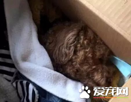 朋友圈被『毒香肠』刷屏了养狗好几年，香肠毒死它却只要几分钟