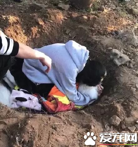 朋友圈被『毒香肠』刷屏了养狗好几年，香肠毒死它却只要几分钟