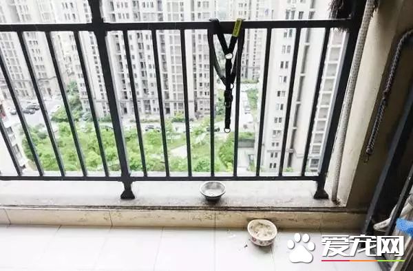 朋友圈被『毒香肠』刷屏了养狗好几年，香肠毒死它却只要几分钟