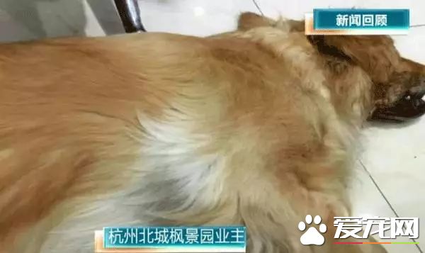 朋友圈被『毒香肠』刷屏了养狗好几年，香肠毒死它却只要几分钟