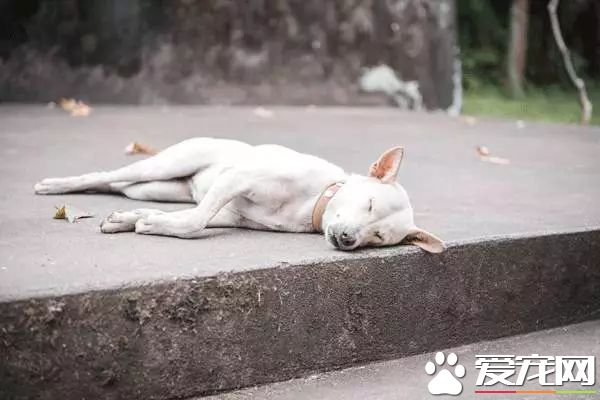 朋友圈被『毒香肠』刷屏了养狗好几年，香肠毒死它却只要几分钟