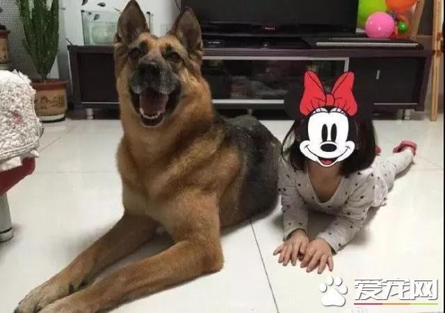 深圳“最萌公务员”不能处对象,也休姨妈假!警犬的私密生活大揭密