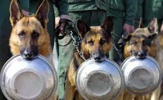 深圳“最萌公务员”不能处对象,也休姨妈假!警犬的私密生活大揭密