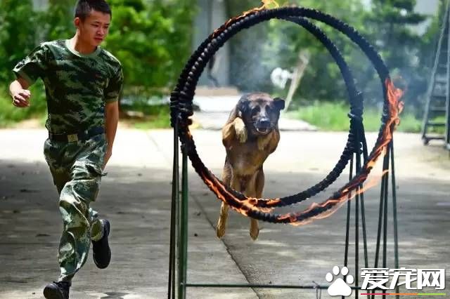 深圳“最萌公务员”不能处对象,也休姨妈假!警犬的私密生活大揭密