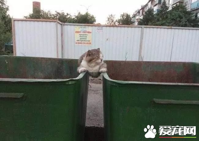 成都猫咪偷吃辣椒被辣哭?这些喵界大佬一个比一个牛!