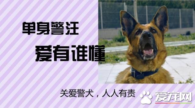 深圳“最萌公务员”不能处对象,也休姨妈假!警犬的私密生活大揭密