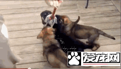 深圳“最萌公务员”不能处对象,也休姨妈假!警犬的私密生活大揭密