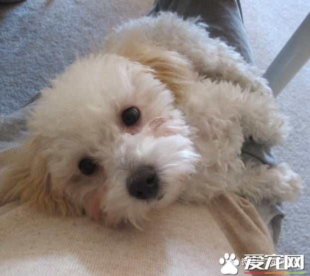 萌妹纸网上求助家里泰迪喜欢吃便便怎么办？