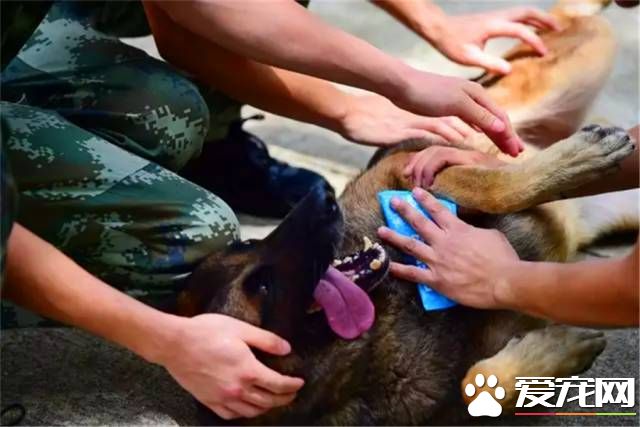 深圳“最萌公务员”不能处对象,也休姨妈假!警犬的私密生活大揭密