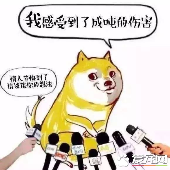 深圳“最萌公务员”不能处对象,也休姨妈假!警犬的私密生活大揭密