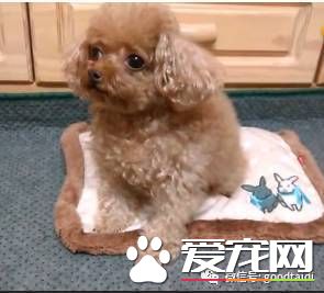 萌妹纸网上求助家里泰迪喜欢吃便便怎么办？