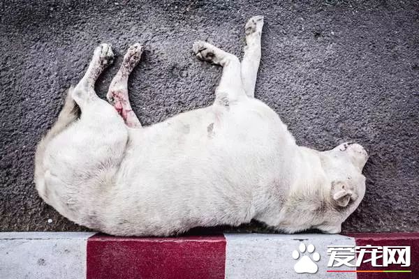 朋友圈被『毒香肠』刷屏了养狗好几年，香肠毒死它却只要几分钟