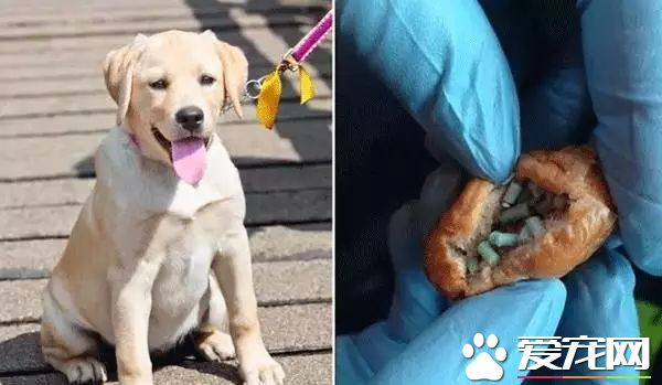 朋友圈被『毒香肠』刷屏了养狗好几年，香肠毒死它却只要几分钟