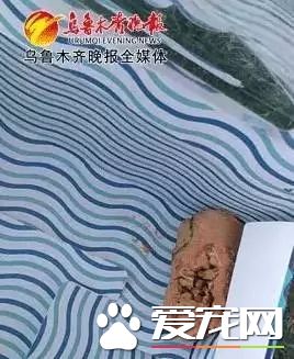 朋友圈被『毒香肠』刷屏了养狗好几年，香肠毒死它却只要几分钟