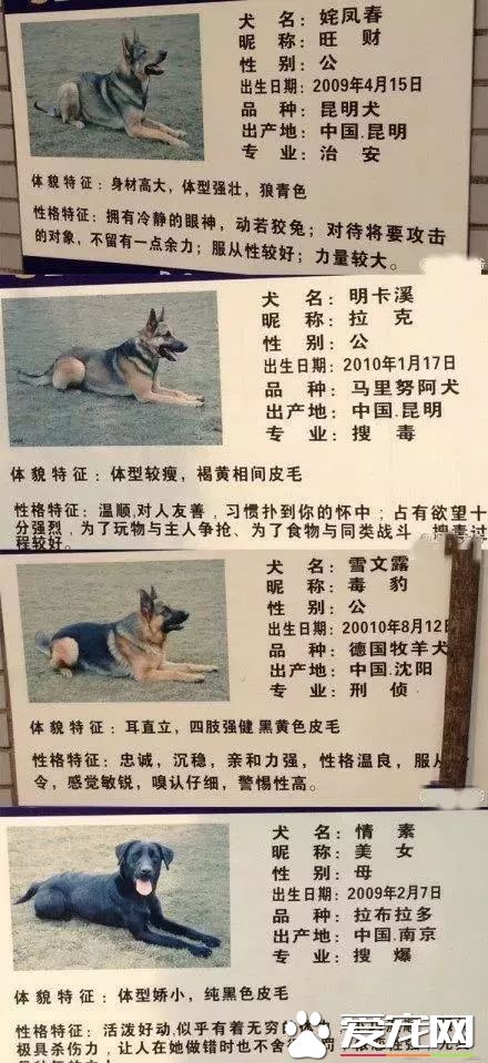 深圳“最萌公务员”不能处对象,也休姨妈假!警犬的私密生活大揭密