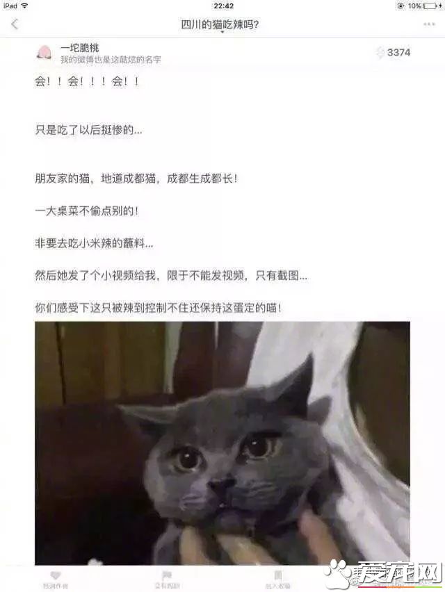成都猫咪偷吃辣椒被辣哭?这些喵界大佬一个比一个牛!